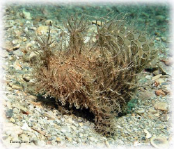 Striated Frogfish found at the Blue Heron Bridge in Rivie... by Theresa Tracy 